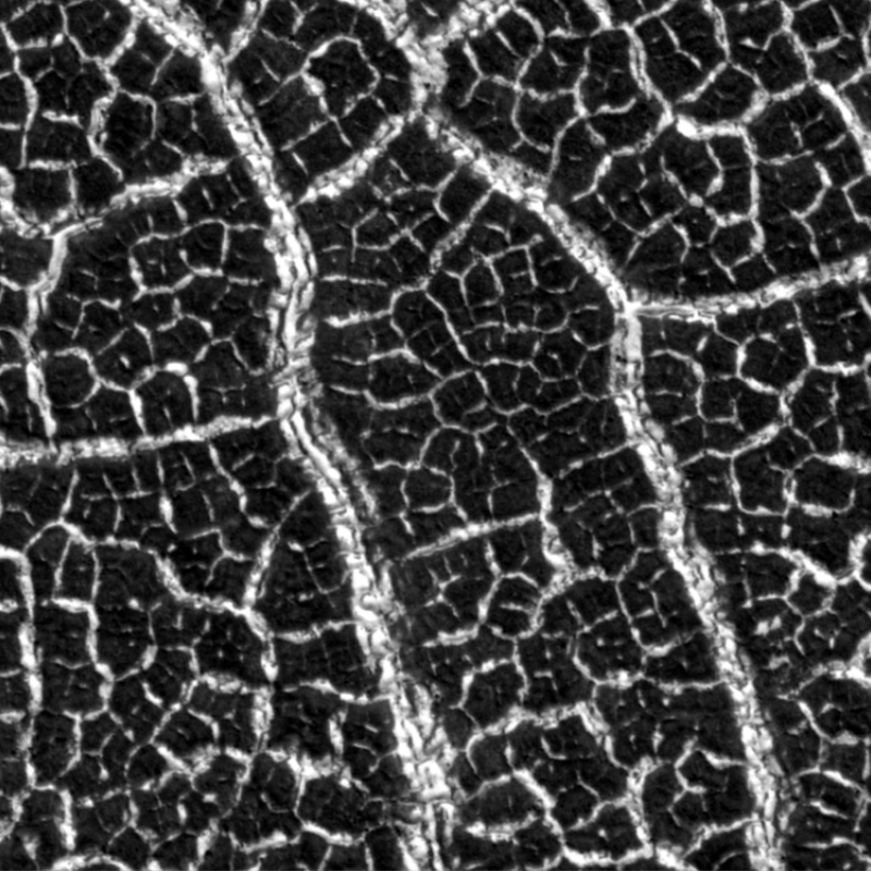 Raw HiRISE image tile