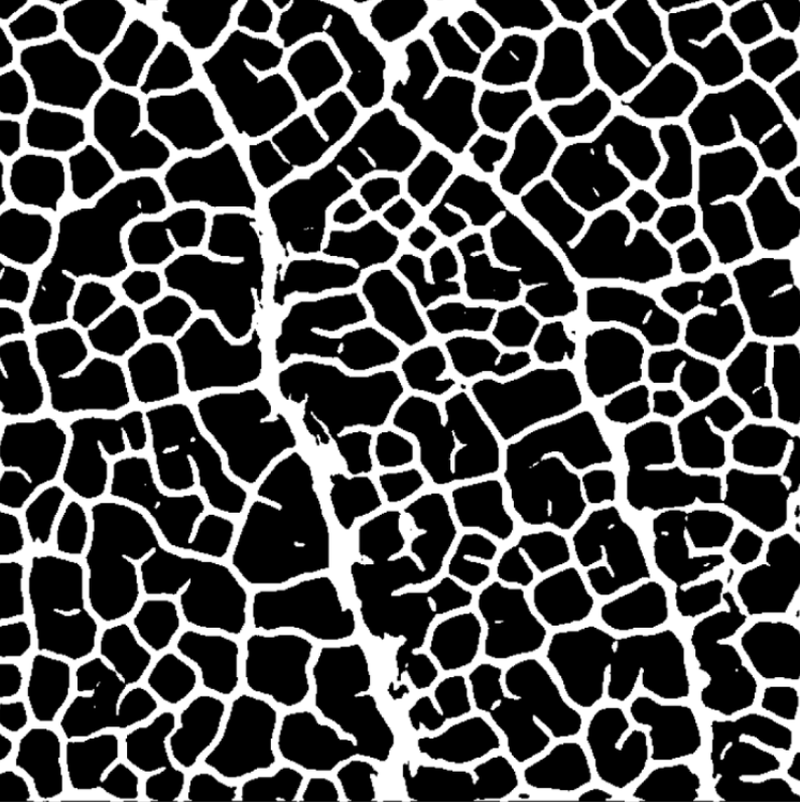Binary mask from U-Net segmentation
